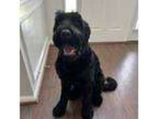 Black Russian Terrier Puppy for sale in Hampton, GA, USA