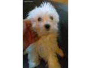 Maltese Puppy for sale in Winder, GA, USA