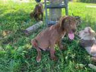 Great Dane Puppy for sale in Penhook, VA, USA
