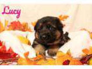 German Shepherd Dog Puppy for sale in Vail, IA, USA
