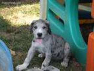 Great Dane Puppy for sale in Cainsville, MO, USA