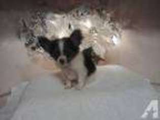 Chihuahua Puppy for sale in STATESVILLE, NC, USA