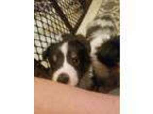 Shetland Sheepdog Puppy for sale in Everson, PA, USA