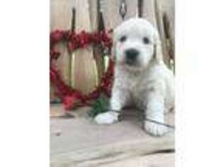 Goldendoodle Puppy for sale in Pleasanton, TX, USA