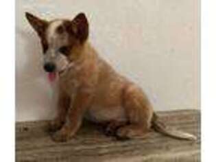 Australian Cattle Dog Puppy for sale in Paso Robles, CA, USA