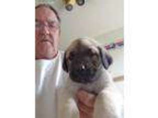 Mastiff Puppy for sale in Meshoppen, PA, USA