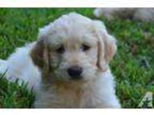 Labradoodle Puppy for sale in YOUNGSVILLE, NC, USA
