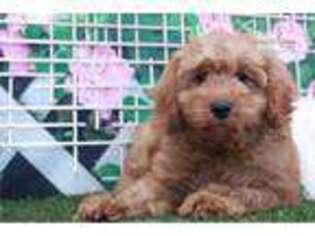 Goldendoodle Puppy for sale in Atlanta, GA, USA