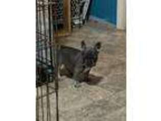 French Bulldog Puppy for sale in Vidalia, GA, USA