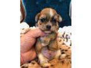 Shorkie Tzu Puppy for sale in Fort Collins, CO, USA