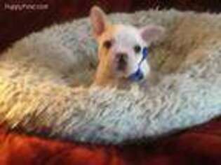 French Bulldog Puppy for sale in Webster, NY, USA