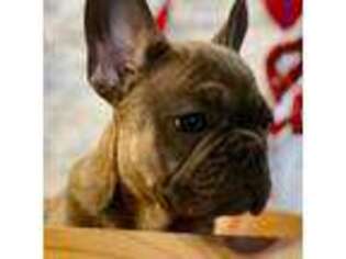 French Bulldog Puppy for sale in Wesley, AR, USA