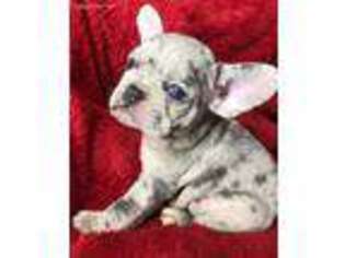 French Bulldog Puppy for sale in Clay, KY, USA