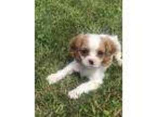 Cavalier King Charles Spaniel Puppy for sale in Millmont, PA, USA