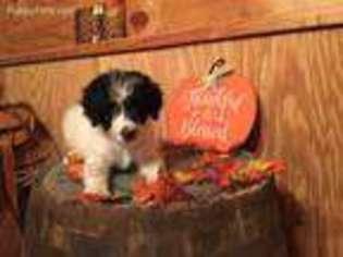 Border Collie Puppy for sale in Mount Gilead, NC, USA