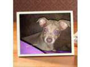 Rat Terrier Puppy for sale in Texarkana, AR, USA