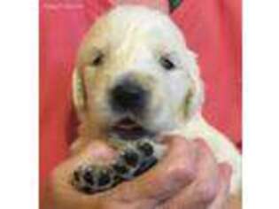 Mutt Puppy for sale in Kemp, TX, USA