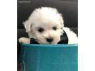Bichon Frise Puppy for sale in Eagle Mountain, UT, USA