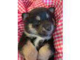 Shiba Inu Puppy for sale in Cheyenne, WY, USA
