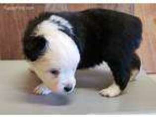 Medium Photo #1 Miniature Australian Shepherd Puppy For Sale in Taylor, AZ, USA