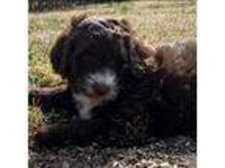 Mutt Puppy for sale in Quincy, IL, USA