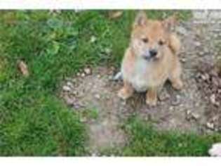 Shiba Inu Puppy for sale in Sandusky, OH, USA