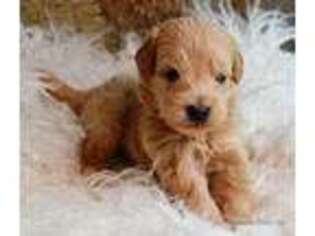 Goldendoodle Puppy for sale in Humboldt, IL, USA