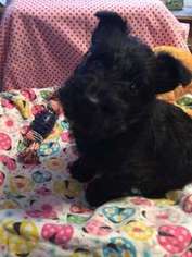 Scottish Terrier Puppy for sale in Taconite, MN, USA