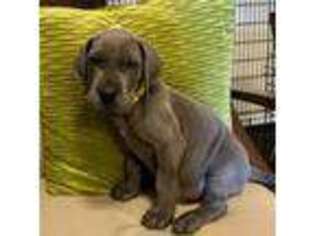 Great Dane Puppy for sale in Plano, TX, USA