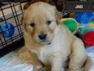 Golden Retriever Puppy for sale in Kimball, MN, USA