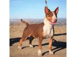 Bull Terrier Puppy for sale in Hacienda Heights, CA, USA