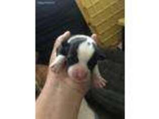 Pembroke Welsh Corgi Puppy for sale in Bethlehem, CT, USA