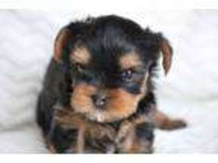 Yorkshire Terrier Puppy for sale in Manton, MI, USA