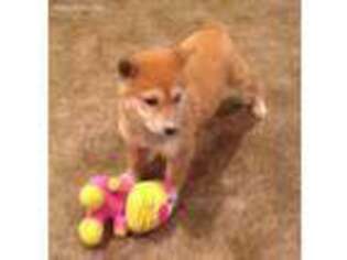Shiba Inu Puppy for sale in Gatewood, MO, USA
