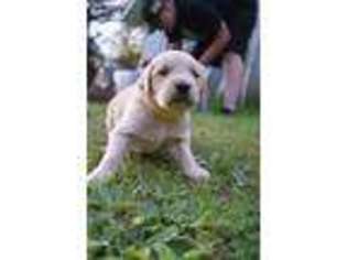 Golden Retriever Puppy for sale in Brainerd, MN, USA