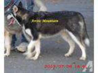 Alaskan Malamute Puppy for sale in SEARCY, AR, USA