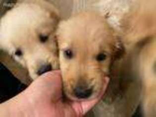 Golden Retriever Puppy for sale in Mountain View, CA, USA