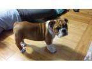 Bulldog Puppy for sale in MORRISTOWN, TN, USA