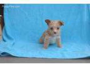Yorkshire Terrier Puppy for sale in Cypress, TX, USA