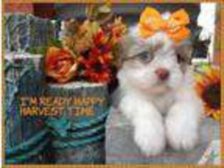 Mutt Puppy for sale in FELLSMERE, FL, USA