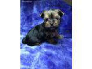 Yorkshire Terrier Puppy for sale in Prosperity, WV, USA