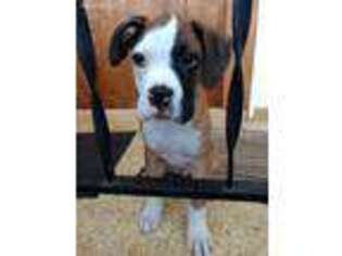 Boxer Puppy for sale in Nora Springs, IA, USA