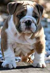 Bulldog Puppy for sale in Chalfont, PA, USA
