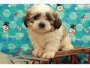 Shorkie Tzu Puppy for sale in Oklahoma City, OK, USA