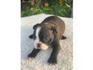 Boston Terrier Puppy for sale in Montclair, CA, USA