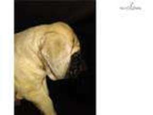 Mastiff Puppy for sale in Canton, OH, USA