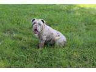 Bulldog Puppy for sale in Mequon, WI, USA