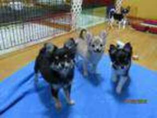 Chihuahua Puppy for sale in Ridgeland, WI, USA
