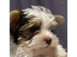 Yorkshire Terrier Puppy for sale in Forest Grove, OR, USA