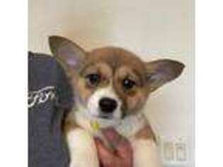 Pembroke Welsh Corgi Puppy for sale in Rochester, NY, USA